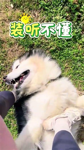 Alaska's Cutest Sled Dogs: The Hilarious Debut of the Three Idiots