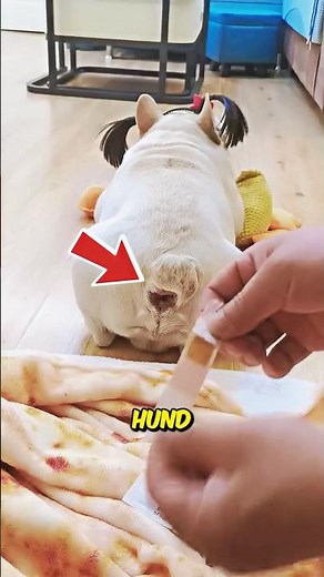 How to make your dog fart less! 😂