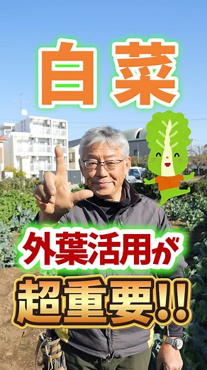 白菜の外葉を活用した冬場収穫のコツ
