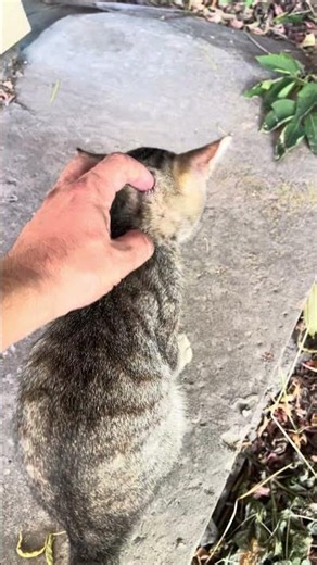 How to Tame a Stray Cat FAST 🐱 From Scared to Friendly!
