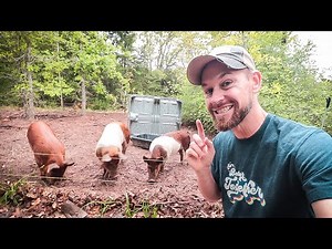 Small-Scale Rotational Pastured Pig Raising {NO EXPENSIVE HOG NETTING!}