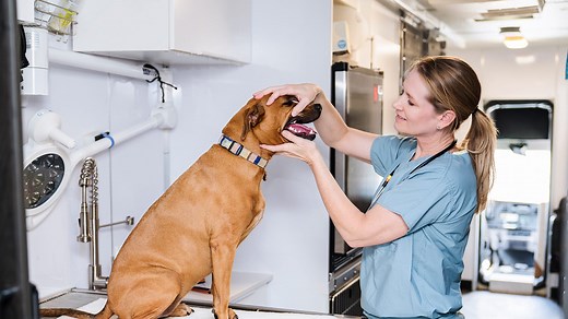 Low Cost Affordable Pet & Dog Dental Care Phoenix, Tucson