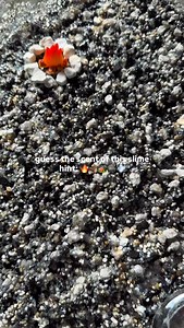 15K views · 203 reactions | my new favorite scent from our strange smells collection part 2! 8/29 7pm edt. can’t wait to show you everything we’ve been working on! ❤️ | pilotslime | Facebook