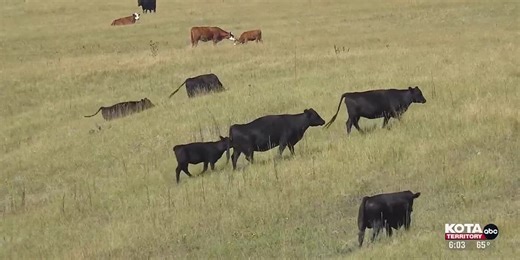 Severe drought wreaking havoc on farms in Western South Dakota