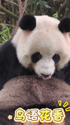 Meet the Fluffy Face Giant Panda Tingzi: A Heartwarming Story from China