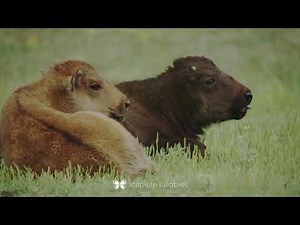 Calming instrumental piano music - Precious Life IV