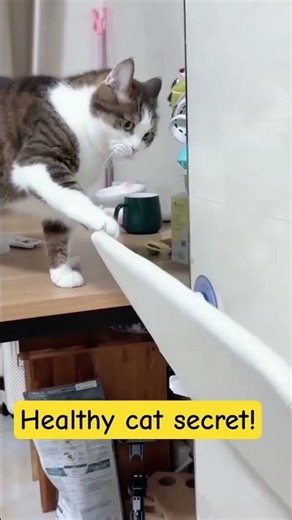 🐱 The Secret to Keeping Your Cat Healthy and Happy!#cat#cats#catlovers