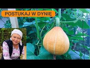 DYNIA - JAK POZNAĆ, CZY JEST DOJRZAŁA?