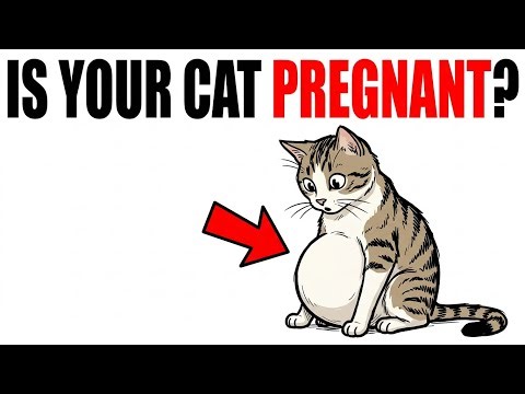 7 Signs Your Cat Is Pregnant — Most Owners Miss the First Ones