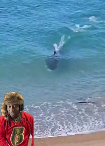 Killer whales: nature’s misunderstood ocean gangsters!🐳💥 #killerwhale #orcas #brutality #KillerInstinct #Wow #animalkingdom | DatBeasguy Gaming