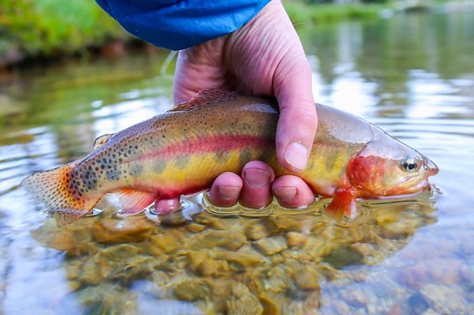 Golden Trout