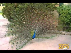 Peafowl at Brookfield Zoo