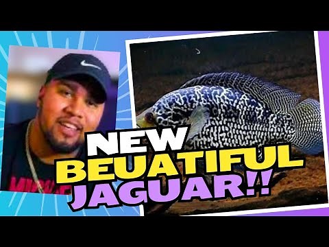 Ultimate 10-Step Jaguar Cichlid Care Guide for Beginners: Essential Tips & Unique Behavior Insights!
