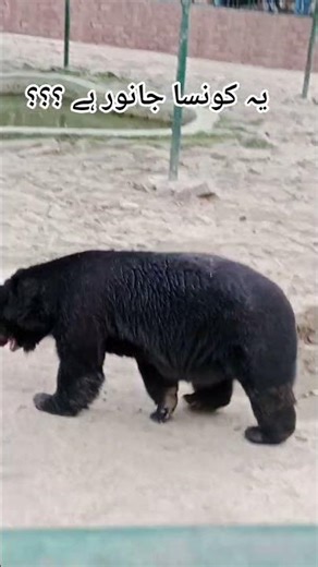 Pakistan beautiful bear 🐻 | Pakistan animals
