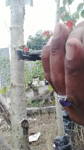 Propagating plants by air layering using green water as a media and plastic bottles as containers🌳 #bonsai #bonsaiwaru #fblifestyle #airlayering #multiplyplant #diy #grafting | Arbi