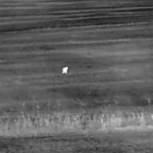 bedded coyote. #hunting #coyotehunting