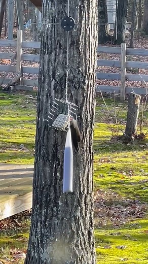 WILDLIFE TRIVIA: Karin Lerczsk sent us this video of a pileated woodpecker in action! Thanks for sharing Karin! The pileated woodpecker is one of North America’s largest woodpeckers. But did you know there’s an even bigger and rarer cousin? Once a resident of old-growth forests in the southeastern U.S. and Cuba, habitat destruction nearly wiped it out by the 1800s, and it was thought extinct by the mid-20th century. Can you name this legendary bird? Share your pictures and videos with us at upno