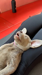 59M views · 987K reactions | Completely zen 律‍♂️ | Furry Tails | Facebook