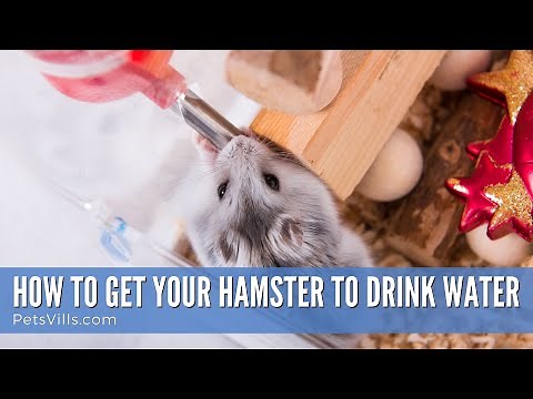 How To Get Your Hamster To Drink Water