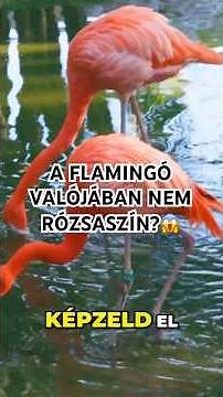 A FLAMINGÓ valójában NEM RÓZSASZÍN!🦩😱 #érdekességek #shorts