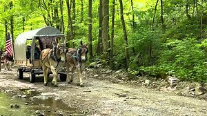 3.5K views · 145 reactions | Our March 2022 Mule calendar subjects are John and Dennis Coley and their three abreast mules. They are riding in the annual Montgomery Wagon Train which traveled 180 miles and we got a great shot of them. Enjoy this and many more photos all year long. Mischka Press Calendars https://www.mischka.com/shop/product.php?productid=17635 | Rural Heritage Magazine | Facebook