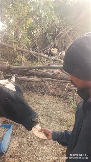 अपनी गाय सुबह का नाश्ता