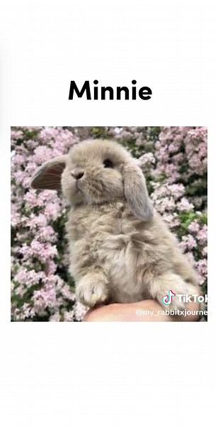 Cute Bunny Name Ideas and Suggestions