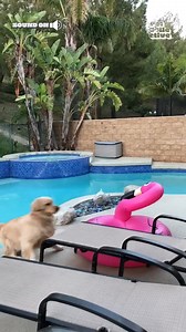 234K views · 2.2K reactions | Mom, there's a bird in the pool! 囹 | Try Not to Laugh | Facebook