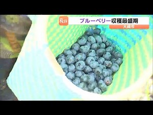 Peak Season Is Here! Blueberry Harvest Hits Its Stride at a Naruko Onsen Tourist Farm – Enjoy Unl...