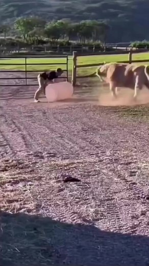 38K views · 831 reactions | Does anyone know what kind of dog this is?   by @chadlaip #wrangler #longlivecowboys | Wrangler Western | Facebook