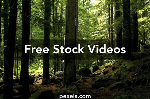 Trees Videos, Download The BEST Free 4k Stock Video Footage & Trees HD Video Clips