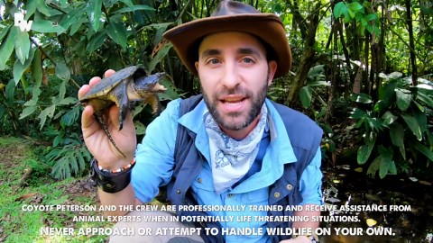 Another Snapping Turtle Bite: A Repeat Encounter with Nature's Fiercest Creature