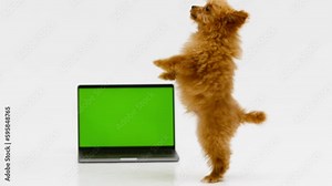 A cute and fluffy puppy lies near a laptop with a green screen. Smart coder programmer uses computer. Advertisement for pet products, chroma key.