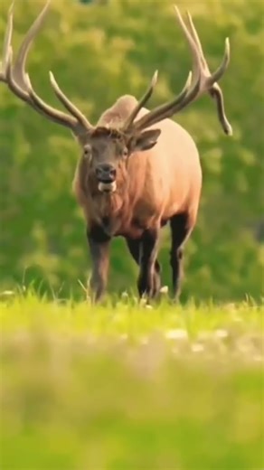 Red Stag Hunting | Caccia al cervo rosso | Chasse au cerf élaphe