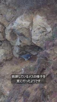 ハヤブサ営巣中 Peregrine Falcon 2026/04/28 早朝 #ハヤブサ #peregrinefalcon #ranchopalosverdes #shorts