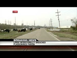 Cattle in Plaquemines Parish find high ground