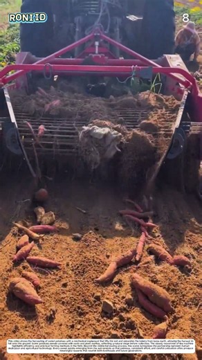 Sweet Potato Harvesting: How a Harvesting Machine Transforms Soil into Ready-to-Collect Crops
