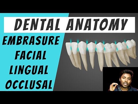 Embrasure | Basics of Dental Anatomy