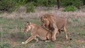 Couple of lions mate on grass in South African wilderness