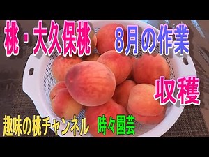 【桃・大久保桃】8月の作業 収穫 23/8/29
