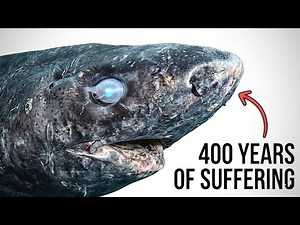This Shark Lived 400 Years… Until This Happened 😨