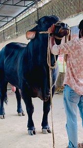 One of the most attractive black bulls you’ll ever see…#BlackBull #MassiveBull #AttractiveBull.!! 🖤🖤 #BullLovers #CattleLovers #PremiumBull #ExclusiveBull #FarmLifeBD #BangladeshCattle #BullShowcase #GorurHaowa #BullPhotography #StrongBull #MajesticBull #SumonsCattle | SUMON’S CATTLE