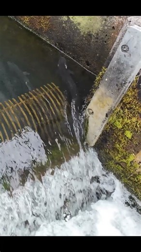 Summer run Steelhead in the trap