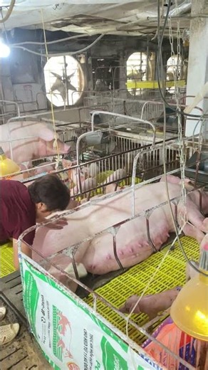 Why Clean a Sow Before Nursing? 🐷