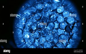 Cell division, formation of morula and embryo. The concept of the ovum, macro video under a microscope. Animation of early embryonic development. Conc Stock Photo - Alamy