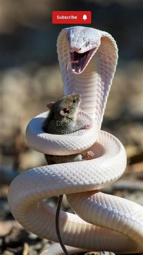 Cobra Albino Sedang Memangsa Tikus #viral #shorts #trending #animals #wildlife #ai #nature