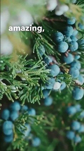 Here's How To Use Juniper Berries