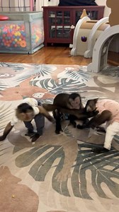 3 little monkeys!!!🐒 #happymonkeys #playing | Three Little Rascals