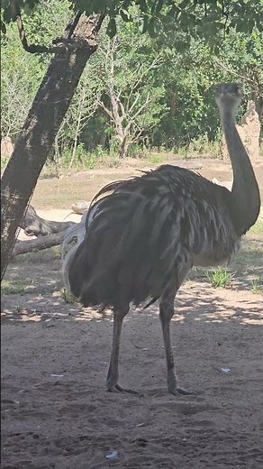 rhea, a large flightless bird native to South America.