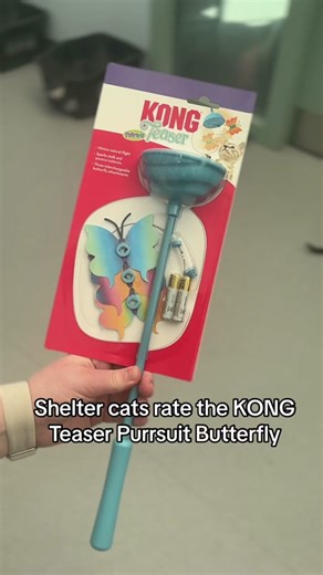 KONG Teaser Purrsuit Butterfly Review by Shelter Cats | TikTok